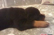 国产母狗,传承与创新中的民族犬种风采